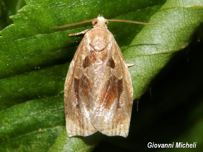 Tortricidae (?) da ID - Archips crataegana